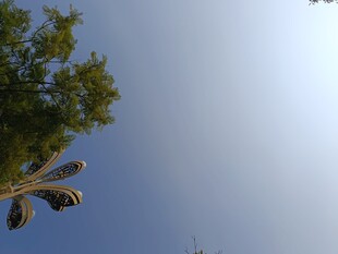 树梢上的蓝天与飞鸟