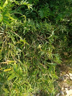 野外繁茂的绿色植物景象