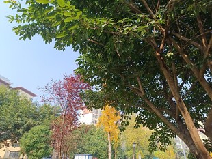 秋日多彩树木景致