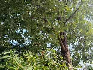 繁茂绿树与周围绿植景观