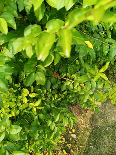 翠绿繁茂的植物景观