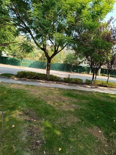 公园绿意盎然的草地与树木