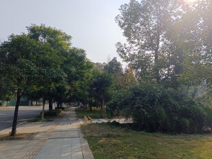 公园绿荫小道景色