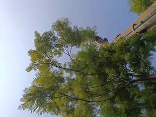 仰视视角下的葱郁树木