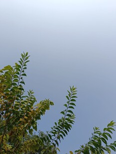 树梢上的蓝天美景