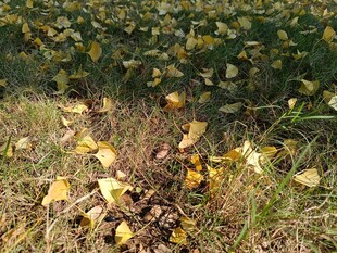 秋日草地落叶景致