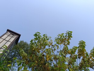 蓝天绿树间的方形灯具