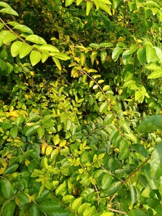 翠绿繁茂的植物叶片