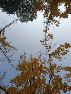 仰观秋日金黄银杏树枝