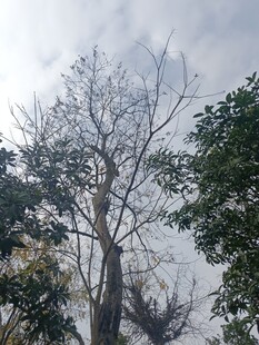 冬日枯树与葱郁树木对比