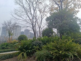 城市中绿意盎然的植物景观