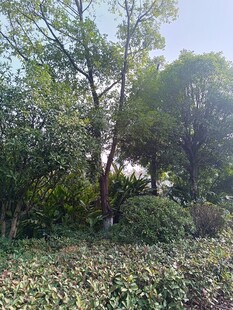 绿意盎然的树林景观