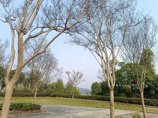 冬日公园的光秃树木景观