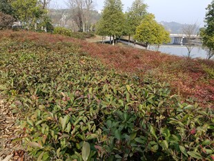 秋日湖畔多彩植物景观