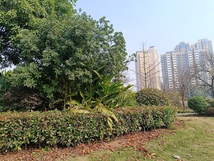 城市中的绿植景观