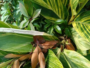 斑斓叶片的植物特写