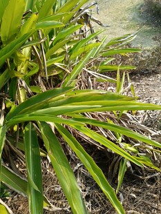 翠绿纵纹叶片植物特写