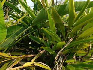 翠绿繁茂的热带植物景观