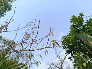 蓝天绿叶间的细枝