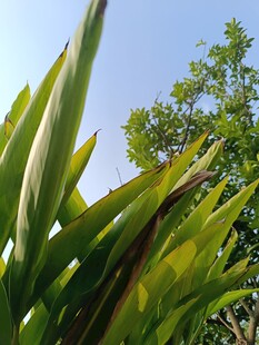 翠绿叶片映衬蓝天