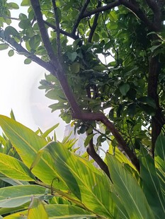 绿叶繁茂的自然景象