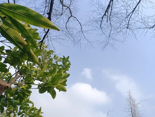 绿叶蓝天间的清新景致