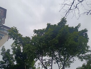 户外绿树与建筑物景观