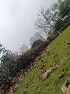 雾中草地与植被景观