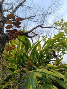 绿叶与枯枝的自然景致