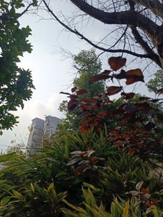 城市中繁茂的绿植景观