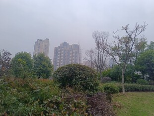 雾中城市旁的绿植景观