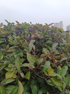 绿叶繁茂的植物景观