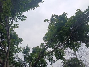 仰视茂密树林树冠