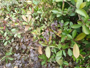 地面繁茂绿植景象