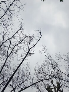 冬日枯树与阴沉天空