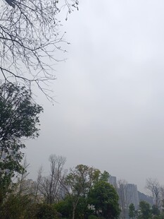 雾中树林与远处建筑景观