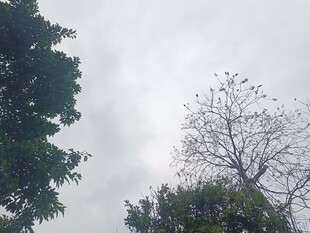 树梢间的天空