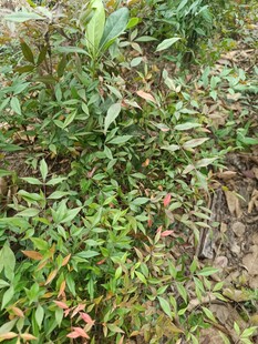 野外繁茂绿植景象