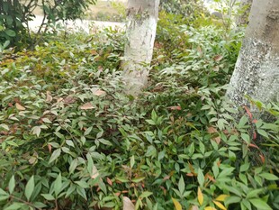 树下繁茂绿植景观