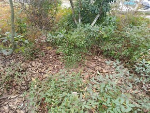 野外繁茂的绿植景象