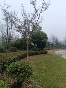 户外园林景观绿植场景