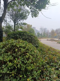 雾中绿植与树木景观