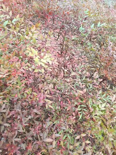 秋日斑斓红叶植物景观