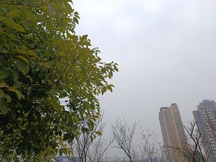 城市中绿树与高楼景观