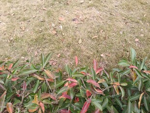 多彩叶片植物特写