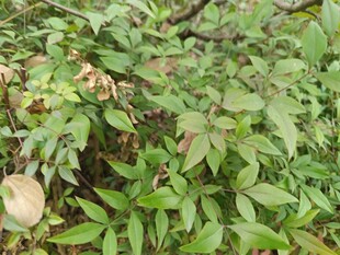 绿叶繁茂的植物景象