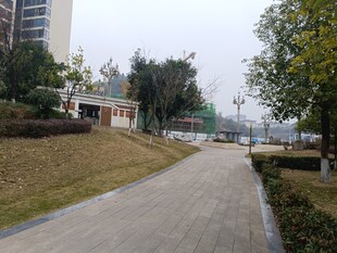 城市中宁静的林荫小道