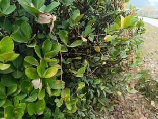 绿叶繁茂的灌木丛