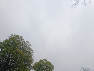 阴天中的绿树景象