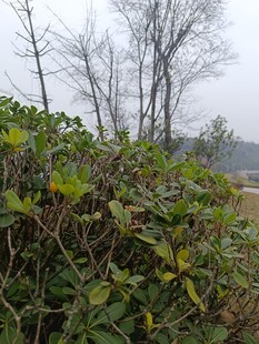 雾中灌木与枯树景观